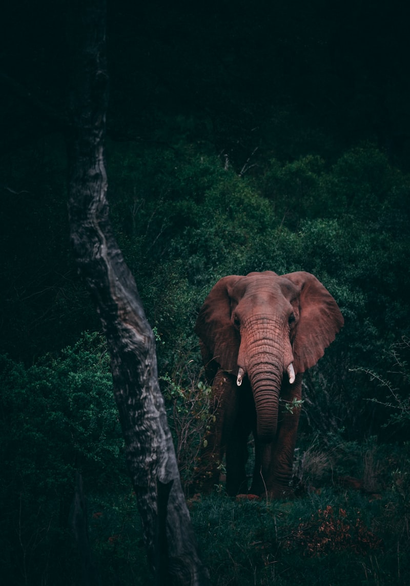 Delhi to Jim Corbett
